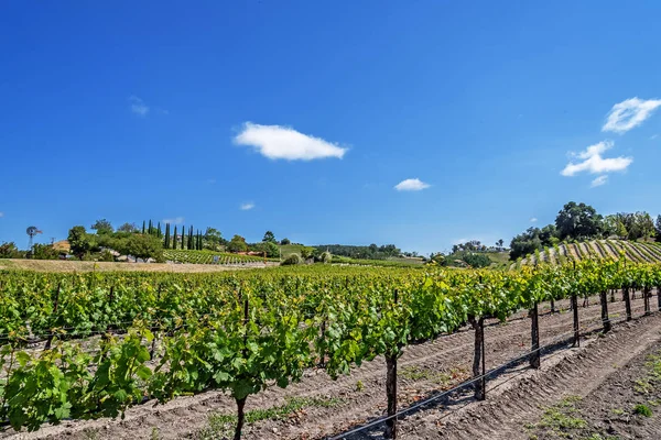 Neue Weinberge Und Weingüter Auf Den Malerischen Hügeln Der Kalifornischen — Stockfoto