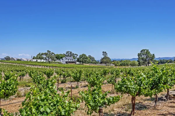 Neue Weinberge Und Weingüter Auf Den Malerischen Hügeln Der Kalifornischen — Stockfoto