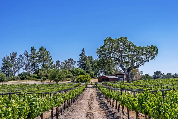 カリフォルニアセントラルコーストの風光明媚な丘の上にある新しいブドウ畑とワイナリーは 風光明媚なハイウェイ46のパソロブレスの近くで ワイン生産のための様々な高級ブドウを栽培しています — ストック写真