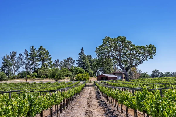 Nieuwe Wijngaarden Wijnhuizen Schilderachtige Heuvels Van California Central Coast Waar — Stockfoto