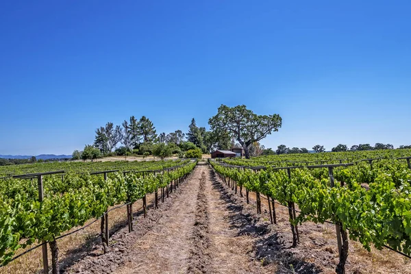 Nuevos Viñedos Bodegas Las Pintorescas Colinas Costa Central California Donde —  Fotos de Stock