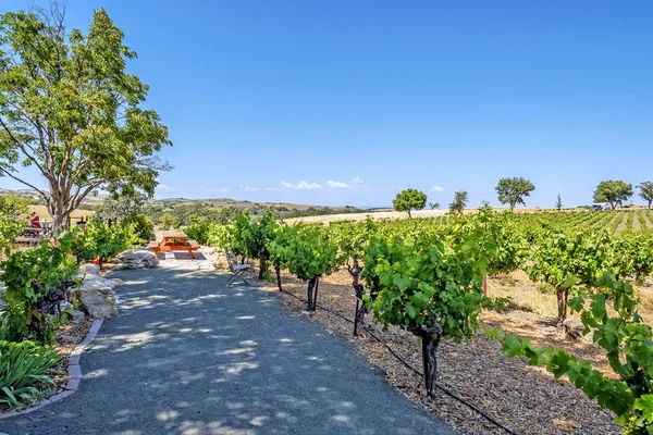 Nuevos Viñedos Bodegas Las Pintorescas Colinas Costa Central California Donde — Foto de Stock