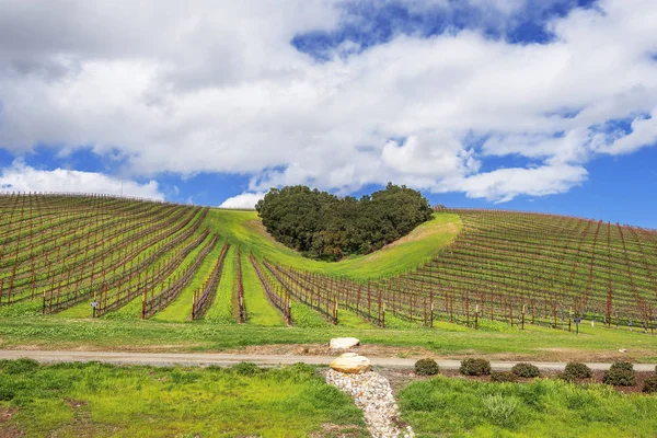 The Heart of California Wine Country. A copse of trees forms a heart shape on the scenic hills of the California Central Coast where vineyards grow a variety of fine grapes for wine production, near Paso Robles, CA. on scenic Highway 46.