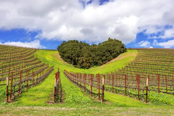 加州葡萄酒之乡的心脏 在加州中央海岸风景秀丽的山丘上 一群树木形成了一个心形 葡萄园在风景秀丽的46号公路上的帕索罗伯斯附近种植各种优质葡萄 用于葡萄酒生产 — 图库照片