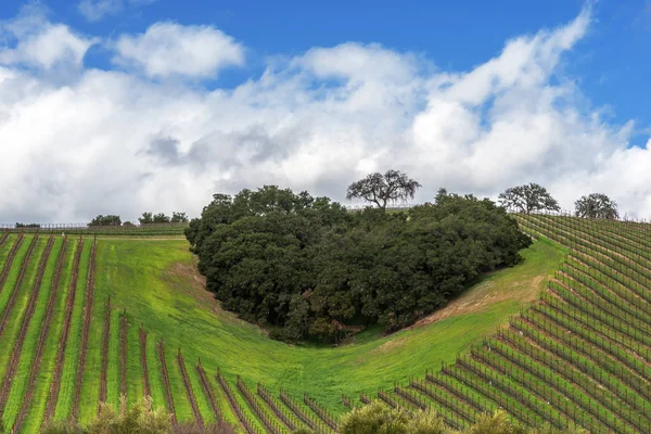 The Heart of California Wine Country. A copse of trees forms a heart shape on the scenic hills of the California Central Coast where vineyards grow a variety of fine grapes for wine production, near Paso Robles, CA. on scenic Highway 46.