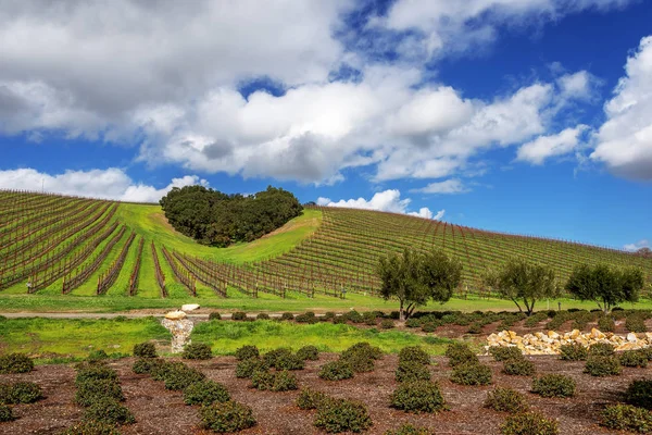 加州葡萄酒之乡的心脏 在加州中央海岸风景秀丽的山丘上 一群树木形成了一个心形 葡萄园在风景秀丽的46号公路上的帕索罗伯斯附近种植各种优质葡萄 用于葡萄酒生产 — 图库照片