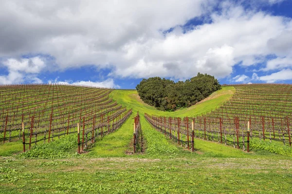 Hjärtat Kaliforniens Vinland Kopse Träd Bildar Hjärtform Natursköna Kullarna Kaliforniens — Stockfoto