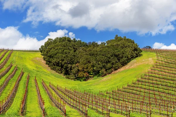 Corazón California Wine Country Copse Árboles Forma Una Forma Corazón — Foto de Stock