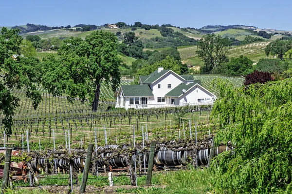 Nouveaux Vignobles Vignobles Sur Les Collines Pittoresques Côte Centrale Californie — Photo