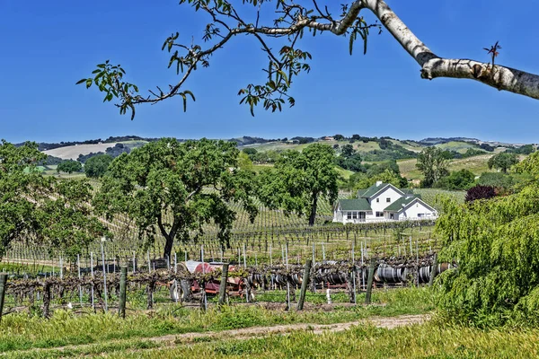 Nuevos Viñedos Bodegas Las Pintorescas Colinas Costa Central California Donde —  Fotos de Stock