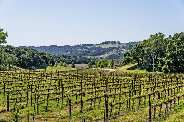 Nieuwe Wijngaarden Wijnhuizen Schilderachtige Heuvels Van California Central Coast Waar — Stockfoto