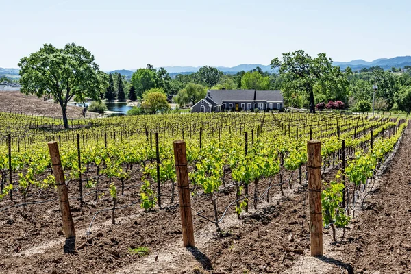 Nieuwe Wijngaarden Wijnhuizen Schilderachtige Heuvels Van California Central Coast Waar — Stockfoto