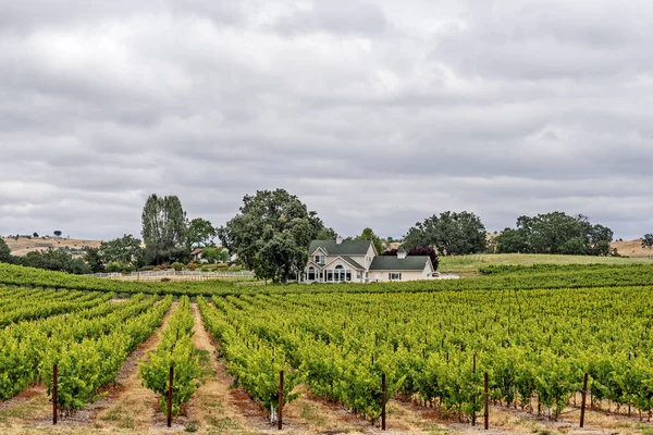 Nieuwe Wijngaarden Wijnhuizen Schilderachtige Heuvels Van California Central Coast Waar — Stockfoto