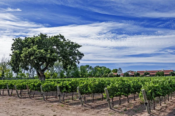 Neue Weinberge Und Weingüter Auf Den Malerischen Hügeln Der Kalifornischen — Stockfoto