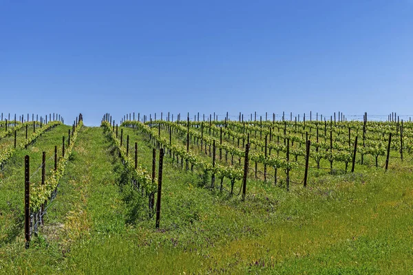 Nowe Winnice Wzgórzach Santa Barbara County Kraju Winiarskiego Błękitne Niebo — Zdjęcie stockowe
