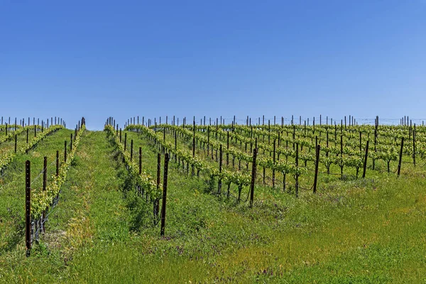 New Vineyards Rolling Hills Santa Barbara County Wine Country Blue Stock Photo