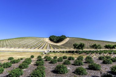 Kaliforniya Şarap Ülkesinin Kalbi. Ağaçların bir copse bağları şarap üretimi için ince üzüm çeşitli büyümek California Central Coast doğal tepelerde bir kalp şekli oluşturur, Paso Robles yakın, Ca. doğal Karayolu 46.