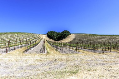 Kaliforniya Şarap Ülkesinin Kalbi. Ağaçların bir copse bağları şarap üretimi için ince üzüm çeşitli büyümek California Central Coast doğal tepelerde bir kalp şekli oluşturur, Paso Robles yakın, Ca. doğal Karayolu 46.