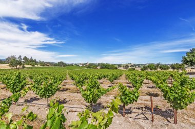 Yeni üzüm bağları ve şarap imalathaneleri California Central Coast doğal tepelerde üzüm bağları şarap üretimi için ince üzüm çeşitli büyümek, Paso Robles yakın, Ca. doğal Karayolu 46.