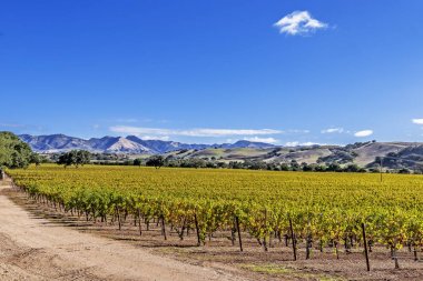 Santa Barbara County şarap ülkenin tepelerde yeni üzüm bağları. Mavi gökyüzü, beyaz bulutlar, yumuşak tepeler ve meşe ağaçları ile arka plan hakim.