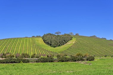Kaliforniya Şarap Ülkesinin Kalbi. Ağaçların bir copse bağları şarap üretimi için ince üzüm çeşitli büyümek California Central Coast doğal tepelerde bir kalp şekli oluşturur, Paso Robles yakın, Ca. doğal Karayolu 46.