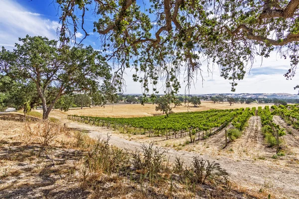 サンタバーバラ郡ワインカントリーの丘陵地帯に新しいブドウ園 青い空 白い雲 穏やかな転がり丘とオークの木が背景を支配する — ストック写真