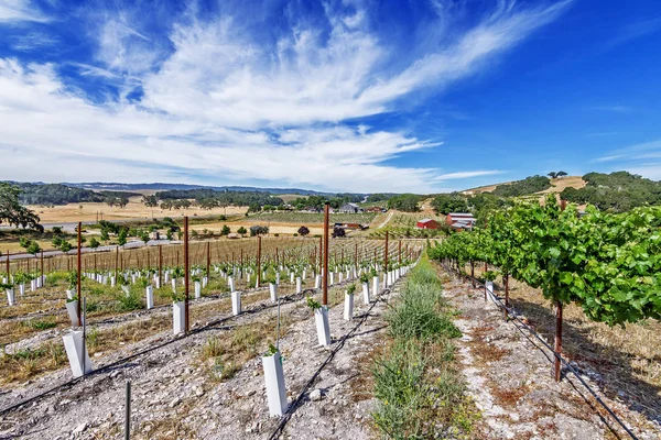 Nieuwe Wijngaarden Wijnhuizen Schilderachtige Heuvels Van California Central Coast Waar — Stockfoto