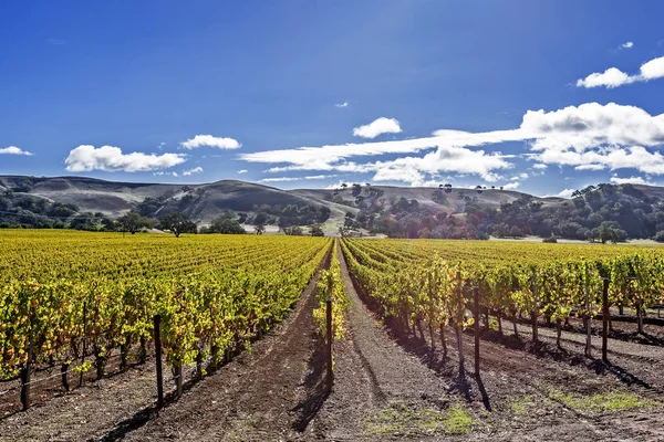 Novas Vinhas Nas Colinas Região Vinícola Santa Barbara County Céus — Fotografia de Stock