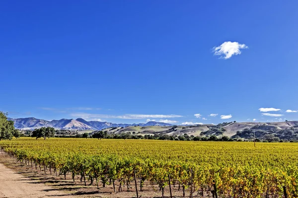 Nya Vingårdar Böljande Kullarna Santa Barbara County Vinland Blå Himmel — Stockfoto