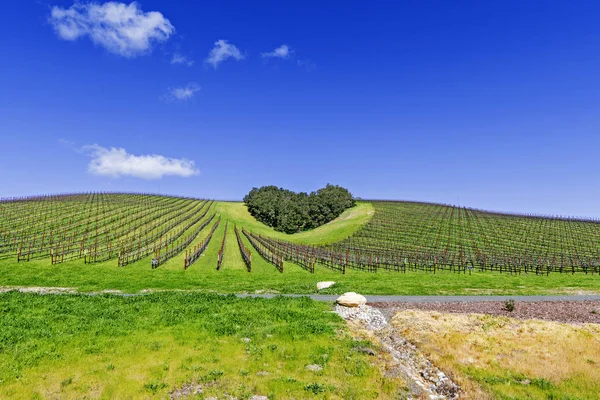 Serce Kalifornii Wine Country Copse Drzew Tworzy Kształt Serca Malowniczych — Zdjęcie stockowe