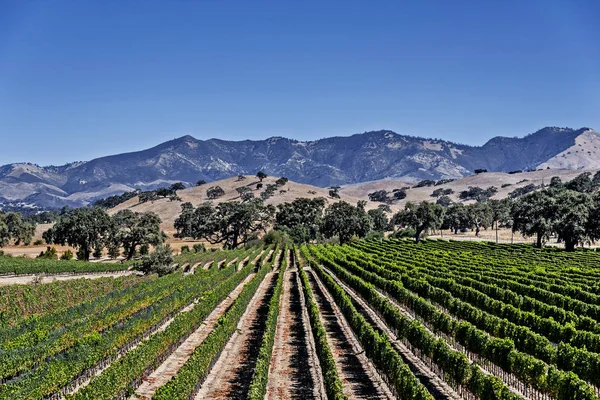 Nouveaux Vignobles Dans Les Collines Vallonnées Comté Santa Barbara Ciel — Photo