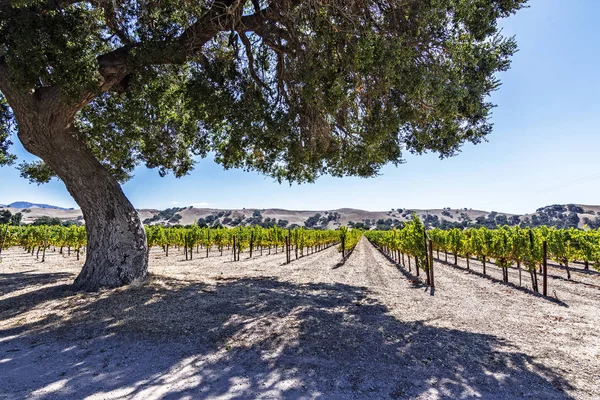 Nouveaux Vignobles Dans Les Collines Vallonnées Comté Santa Barbara Ciel — Photo