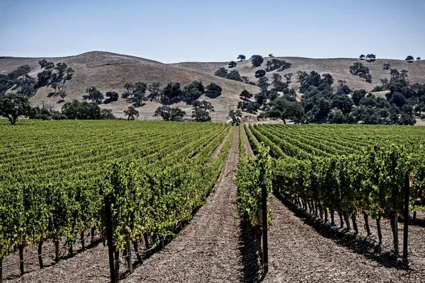 Novas Vinhas Nas Colinas Região Vinícola Santa Barbara County Céus — Fotografia de Stock