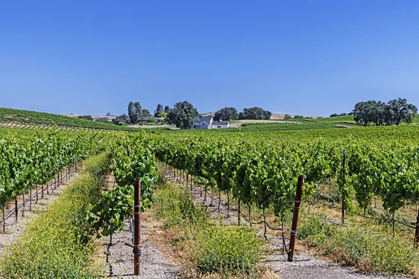 Nouveaux Vignobles Dans Les Collines Vallonnées Comté Santa Barbara Ciel — Photo