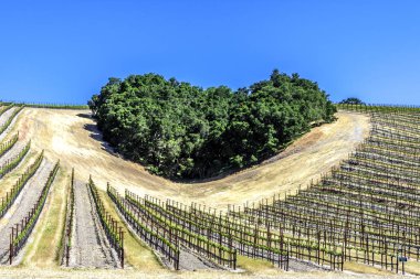 Ağaçların bir copse bağları şarap üretimi için ince üzüm çeşitli büyümek California Central Coast doğal tepelerde bir kalp şekli oluşturur, Paso Robles yakın, Ca. doğal Karayolu 46.