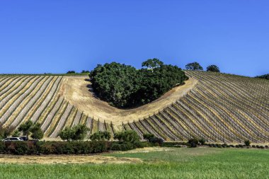 Ağaçların bir copse bağları şarap üretimi için ince üzüm çeşitli büyümek California Central Coast doğal tepelerde bir kalp şekli oluşturur, Paso Robles yakın, Ca. doğal Karayolu 46.