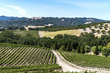 Yeni üzüm bağları ve şarap imalathaneleri California Central Coast doğal tepelerde üzüm bağları şarap üretimi için ince üzüm çeşitli büyümek, Paso Robles yakın, Ca. doğal Karayolu 46.