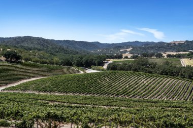 Yeni üzüm bağları ve şarap imalathaneleri California Central Coast doğal tepelerde üzüm bağları şarap üretimi için ince üzüm çeşitli büyümek, Paso Robles yakın, Ca. doğal Karayolu 46.