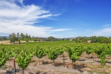 Yeni üzüm bağları ve şarap imalathaneleri California Central Coast doğal tepelerde üzüm bağları şarap üretimi için ince üzüm çeşitli büyümek, Paso Robles yakın, Ca. doğal Karayolu 46.
