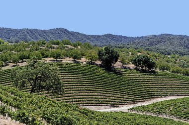 Yeni üzüm bağları ve şarap imalathaneleri California Central Coast doğal tepelerde üzüm bağları şarap üretimi için ince üzüm çeşitli büyümek, Paso Robles yakın, Ca. doğal Karayolu 46.