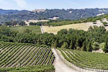 Yeni üzüm bağları ve şarap imalathaneleri California Central Coast doğal tepelerde üzüm bağları şarap üretimi için ince üzüm çeşitli büyümek, Paso Robles yakın, Ca. doğal Karayolu 46.