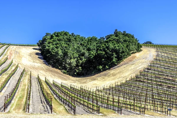Ağaçların bir copse bağları şarap üretimi için ince üzüm çeşitli büyümek California Central Coast doğal tepelerde bir kalp şekli oluşturur, Paso Robles yakın, Ca. doğal Karayolu 46.