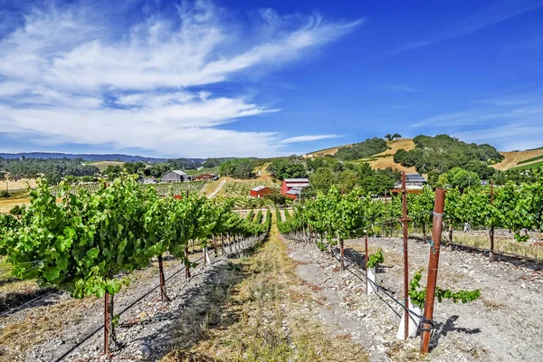 Novas Vinhas Adegas Nas Colinas Panorâmicas Costa Central Califórnia Onde — Fotografia de Stock