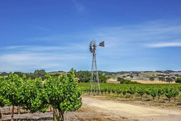 Nieuwe Wijngaarden Wijnhuizen Schilderachtige Heuvels Van California Central Coast Waar — Stockfoto