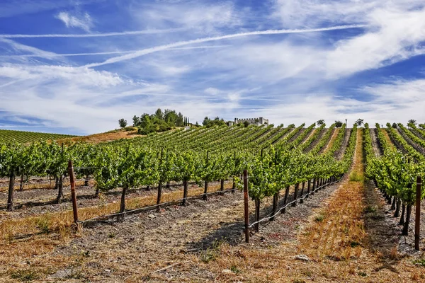 加州中央海岸风景秀丽的丘陵上新建的葡萄园和酿酒厂 葡萄园种植各种优质葡萄用于葡萄酒生产 靠近加利福尼亚州帕索罗伯斯 Paso Robles 位于风景秀丽的46号公路上 — 图库照片