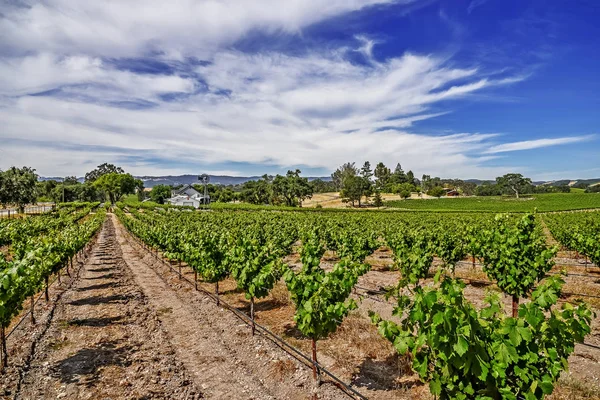 カリフォルニアセントラルコーストの風光明媚な丘の上にある新しいブドウ畑とワイナリーは 風光明媚なハイウェイ46のパソロブレスの近くで ワイン生産のための様々な高級ブドウを栽培しています — ストック写真