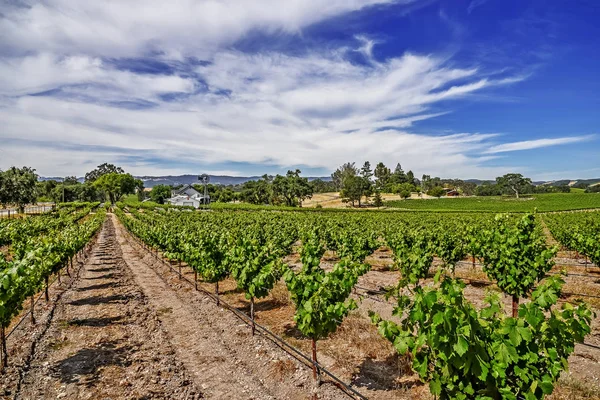 Novas Vinhas Adegas Nas Colinas Panorâmicas Costa Central Califórnia Onde — Fotografia de Stock