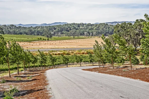 Nieuwe Wijngaarden Wijnhuizen Schilderachtige Heuvels Van California Central Coast Waar — Stockfoto