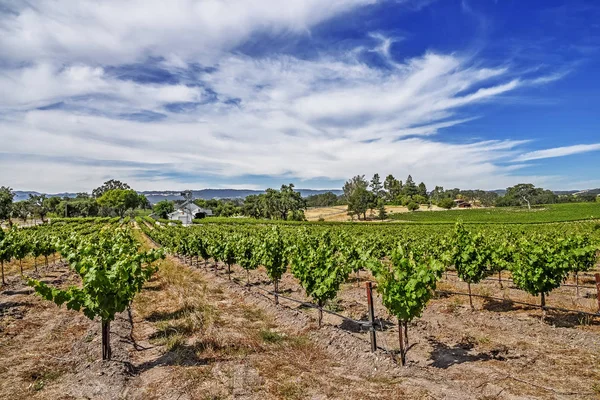 Nieuwe Wijngaarden Wijnhuizen Schilderachtige Heuvels Van California Central Coast Waar — Stockfoto