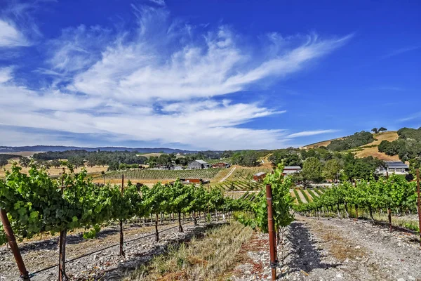 加州中央海岸风景秀丽的丘陵上新建的葡萄园和酿酒厂 葡萄园种植各种优质葡萄用于葡萄酒生产 靠近加利福尼亚州帕索罗伯斯 Paso Robles 位于风景秀丽的46号公路上 — 图库照片